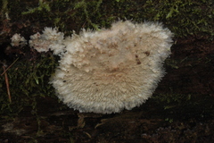 Phlebia centrifuga