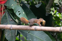 Sciurus granatensis
