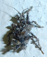 Acanthaspis