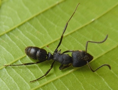 Ectomomyrmex
