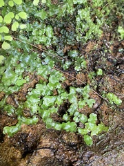 Lunularia