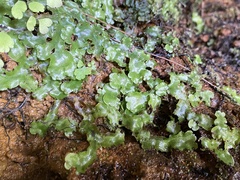 Lunularia
