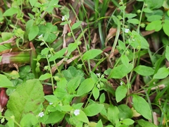 Bothriospermum zeylanicum