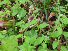 Bothriospermum zeylanicum