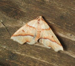 Plagodis phlogosaria