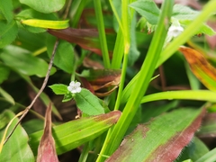 Bothriospermum zeylanicum