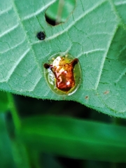 Aspidimorpha furcata