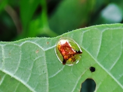 Aspidimorpha furcata