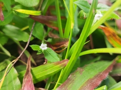 Bothriospermum zeylanicum