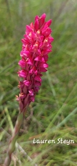 Disa