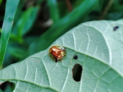 Aspidimorpha furcata