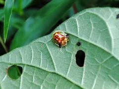 Aspidimorpha furcata