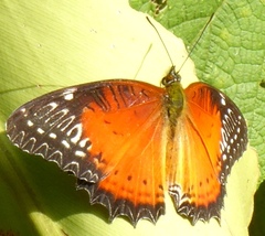 Cethosia biblis