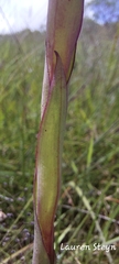 Disa