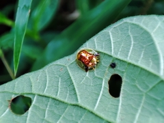 Aspidimorpha furcata