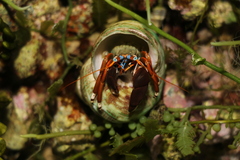 Calcinus laevimanus