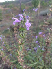 Dracocephalum moldavica