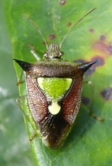 Carbula scutellata