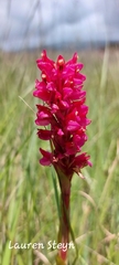 Disa
