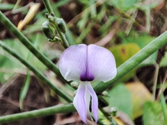 Neustanthus phaseoloides