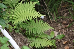 Christella parasitica