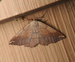 Eutrapela clemataria