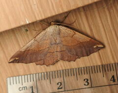 Eutrapela clemataria
