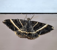 Harutalcis atrostipata