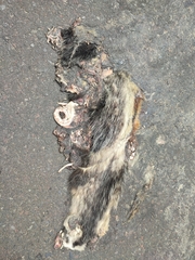 Didelphis pernigra