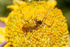 Rhagonycha nigriventris