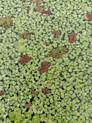 Azolla pinnata