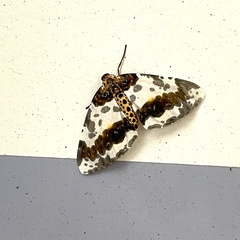 Abraxas miranda aesia