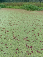 Azolla pinnata