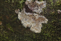 Phlebia centrifuga