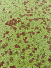 Azolla pinnata