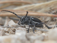 Dorcadion arenarium