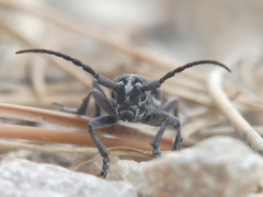 Dorcadion arenarium