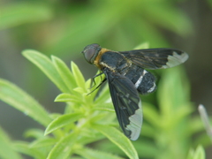 Hemipenthes velutina