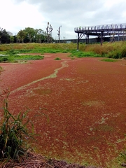 Azolla pinnata