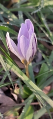 Crocus biflorus