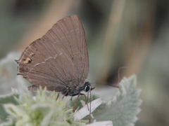 Satyrium spini