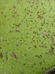 Azolla pinnata