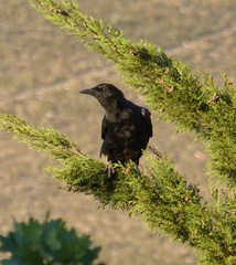 Corvus capensis