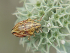 Odontotarsus