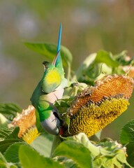 Psittacula alexandri fasciata