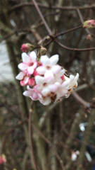 Viburnum carlesii