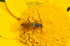 Rhagonycha nigriventris