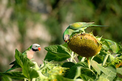 Psittacula alexandri fasciata