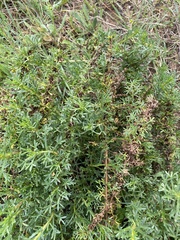 Limbarda crithmoides