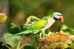 Psittacula alexandri fasciata